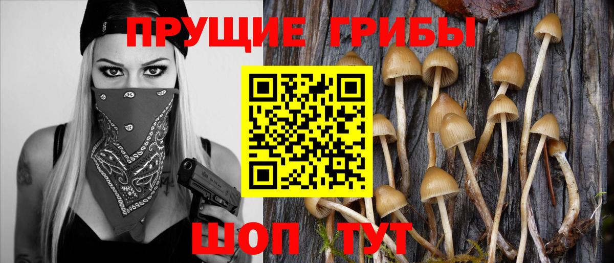 Псилоцибиновые грибы GOLDEN TEACHER  Псилоцибиновые грибы GOLDEN TEACHER  Вход с VPN  Берёзовский 